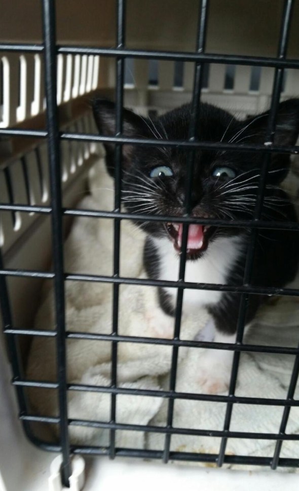 alphie-on-the-way-to-arl-10-07-16