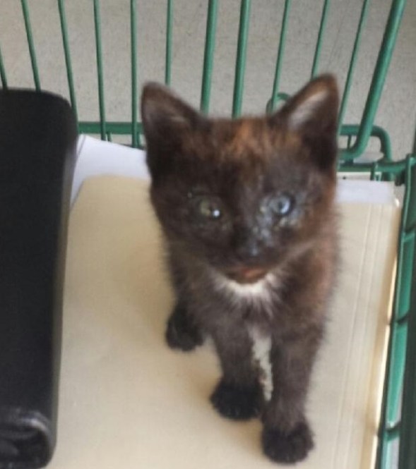 val-in-basket-four-tight-crop-08-28-13